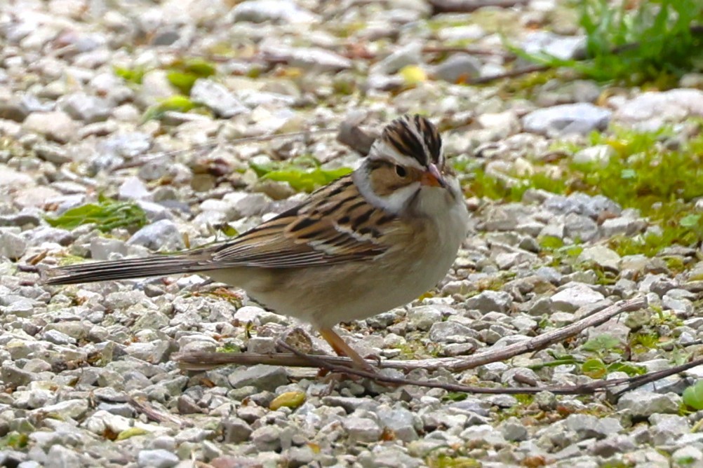 Clay-colored Sparrow - ML618796389