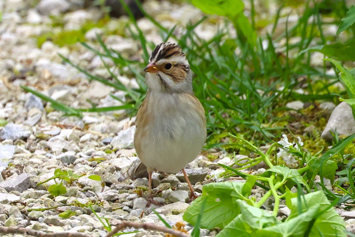 Clay-colored Sparrow - ML618796391