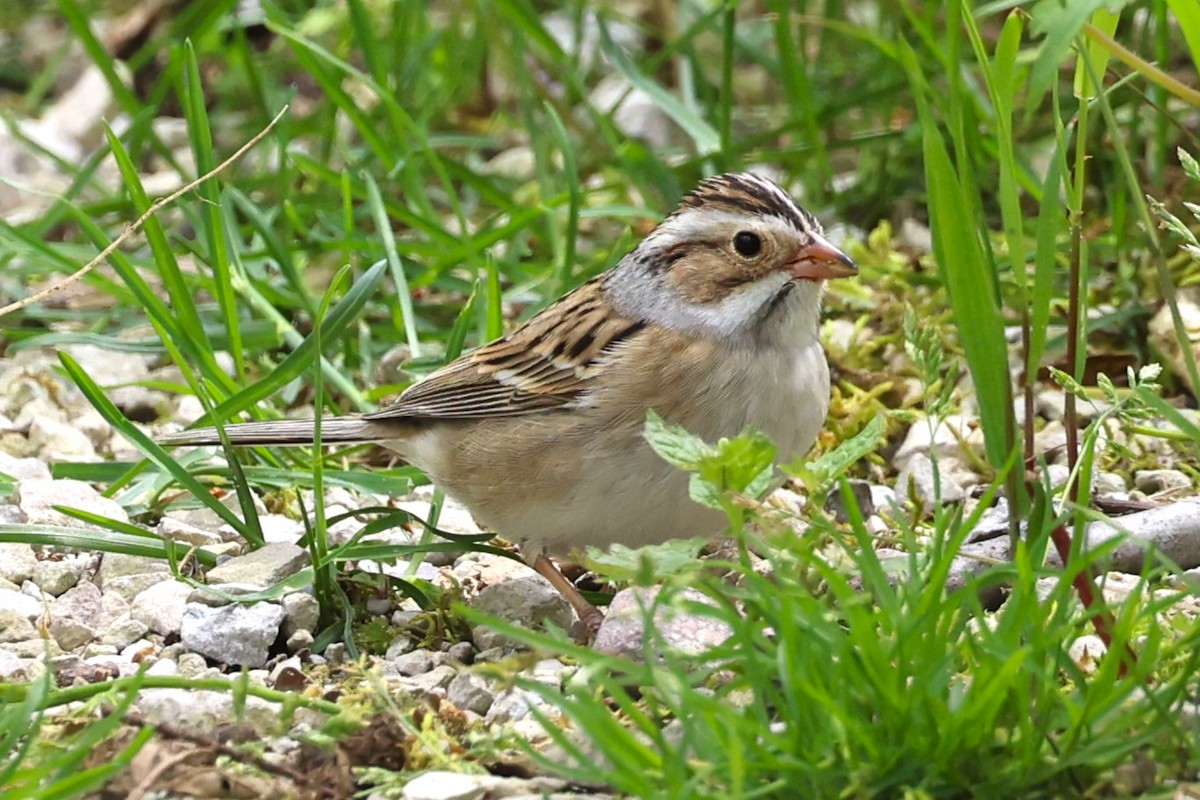 Clay-colored Sparrow - ML618796399