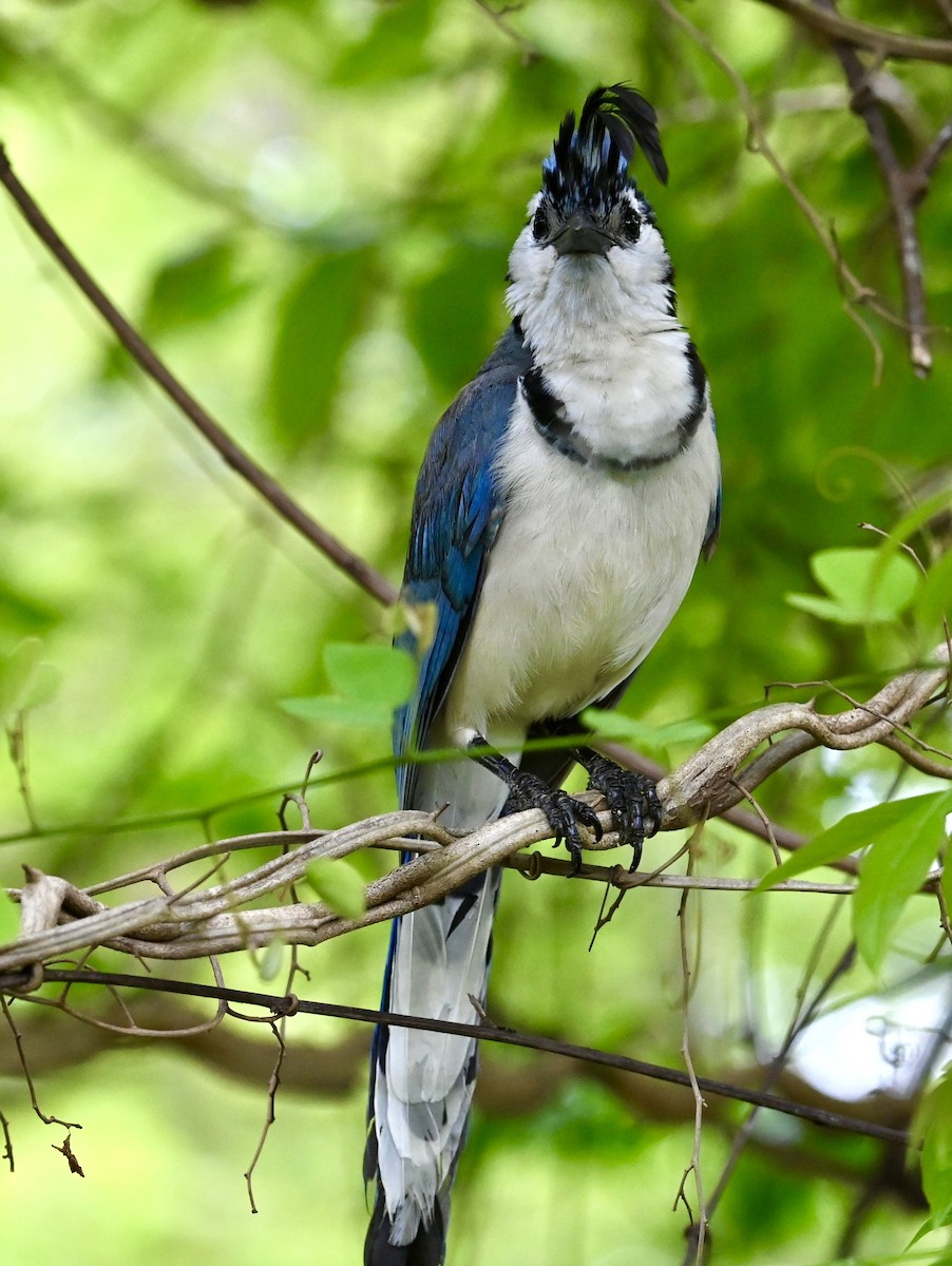 White-throated Magpie-Jay - ML618796403