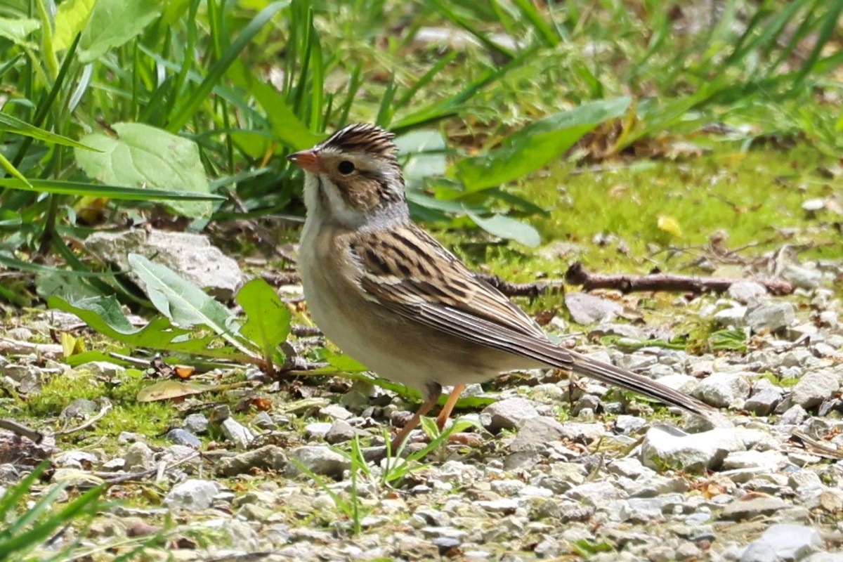 Clay-colored Sparrow - ML618796406