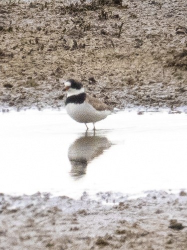 Semipalmated Plover - ML618796417