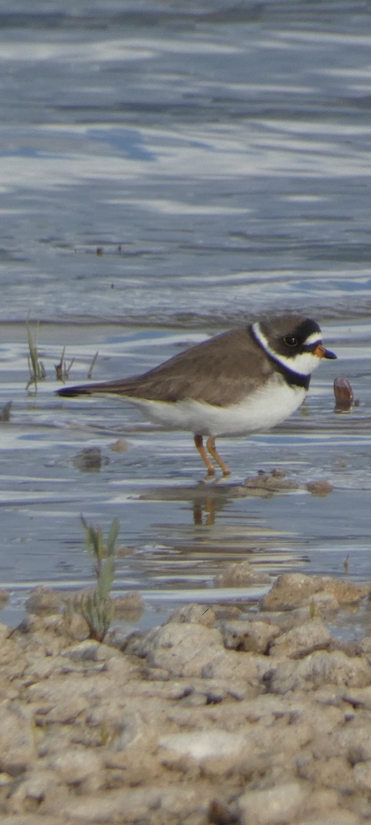 Semipalmated Plover - KC Childs