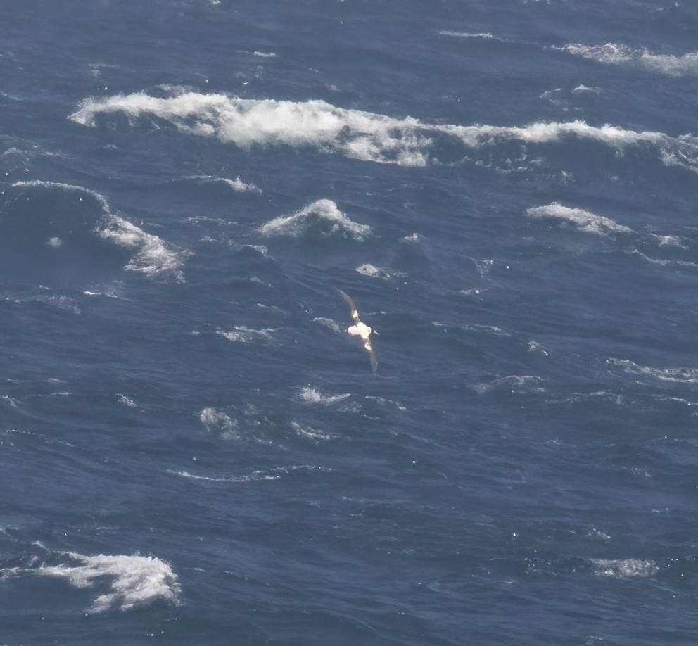 Short-tailed Albatross - ML618796455