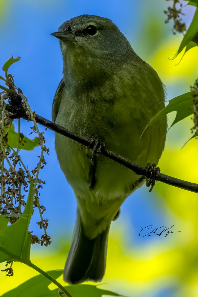 Tennessee Warbler - Caleb Myers