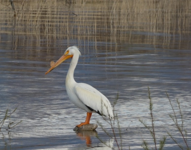 American White Pelican - KC Childs