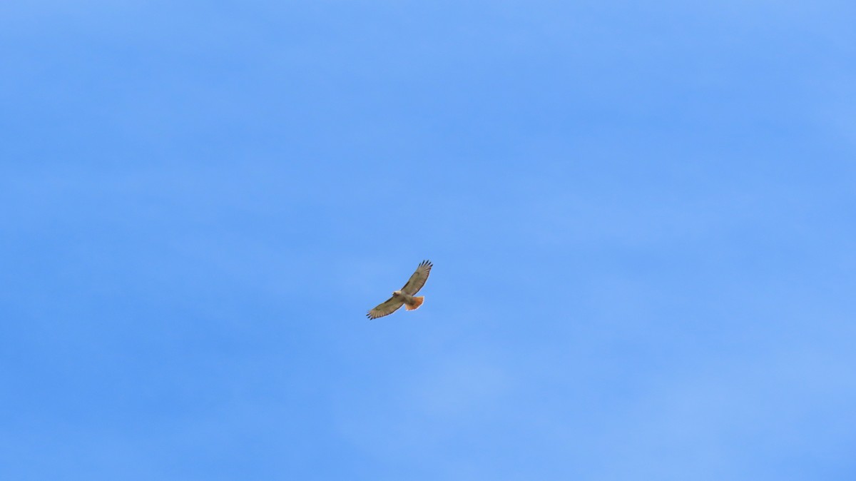 Red-tailed Hawk - ML618796491