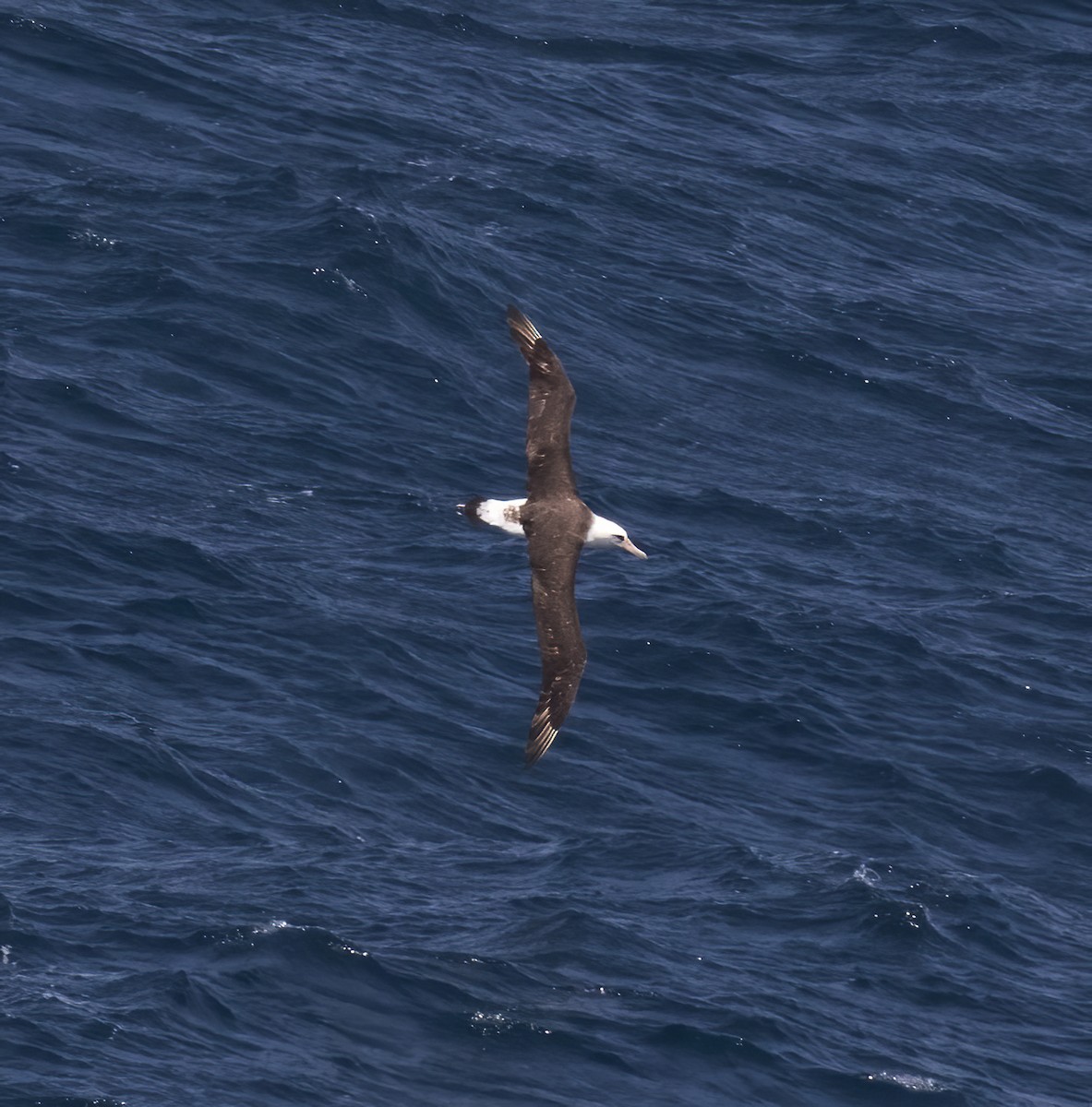 Laysan Albatross - ML618796519