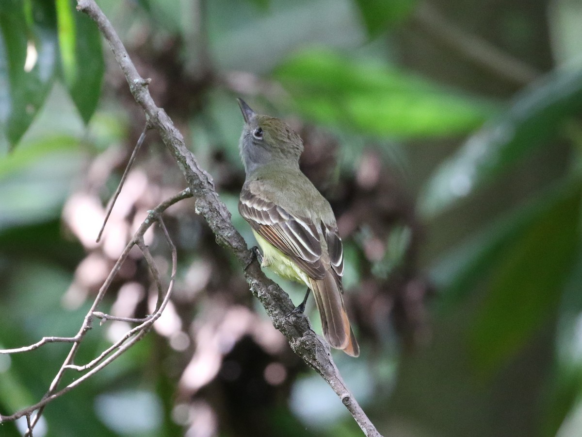Great Crested Flycatcher - ML618796554