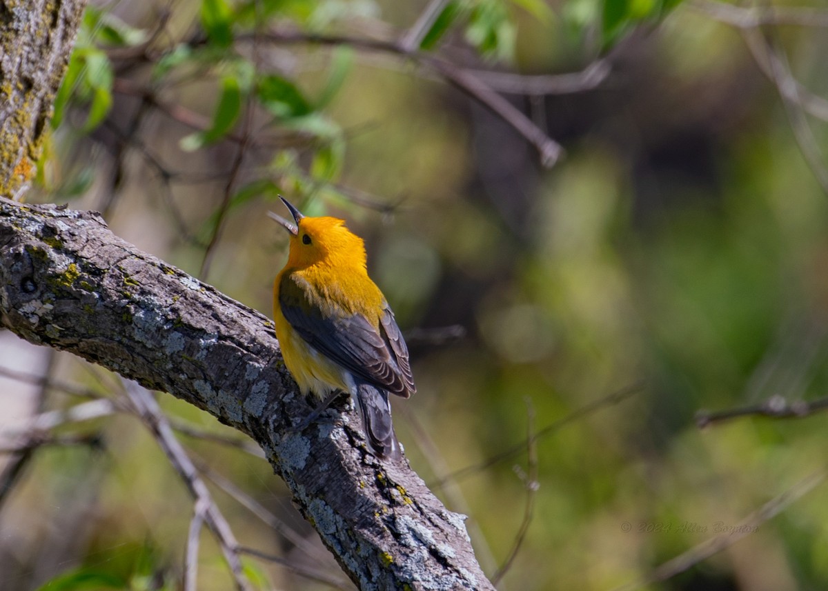 Prothonotary Warbler - ML618796556