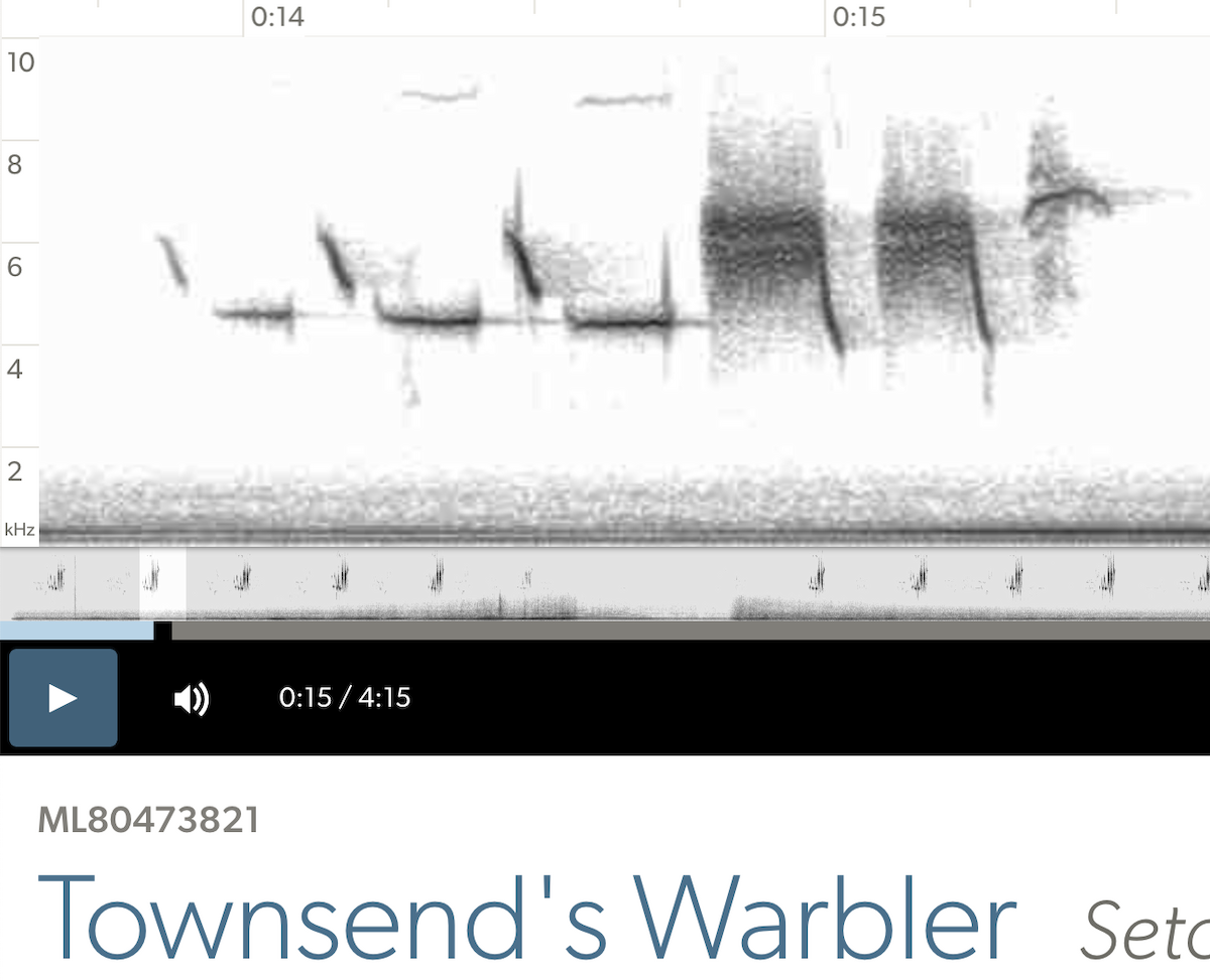 new world warbler sp. - ML618796558
