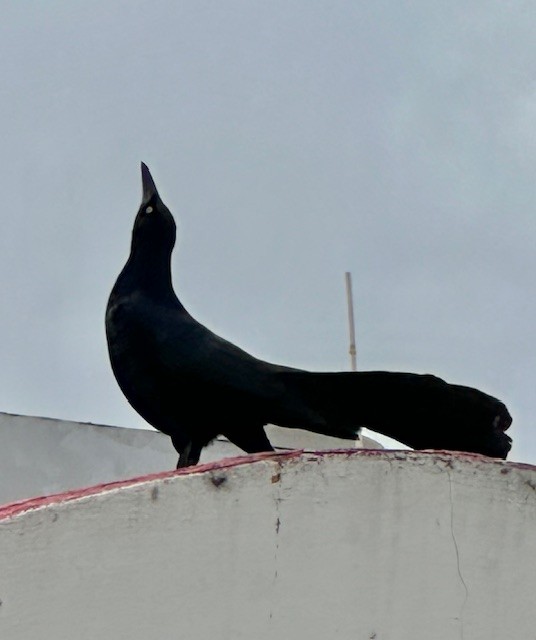 Great-tailed Grackle - ML618796560