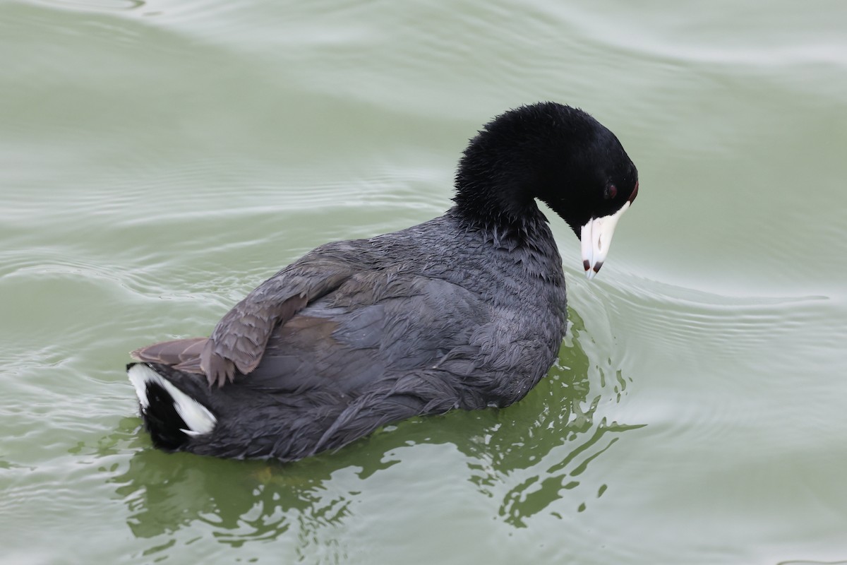 American Coot (Red-shielded) - ML618796561