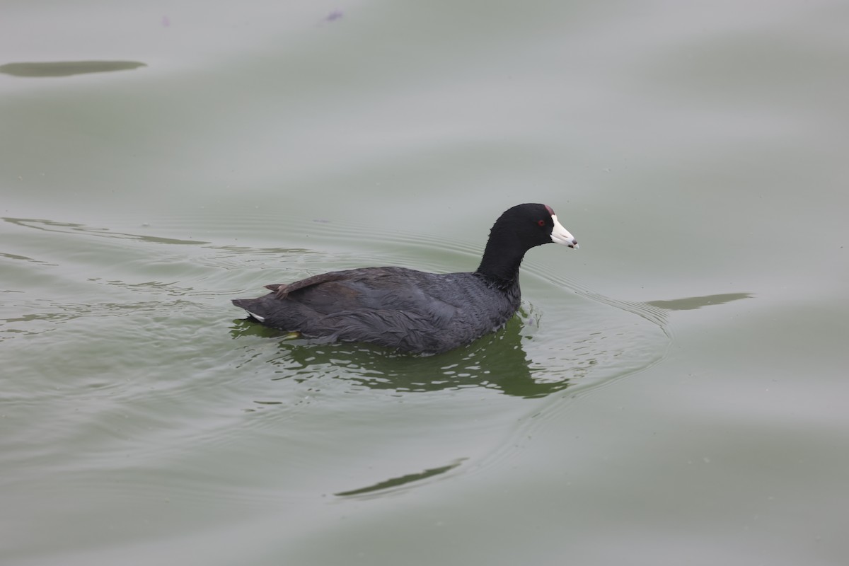 American Coot (Red-shielded) - ML618796562