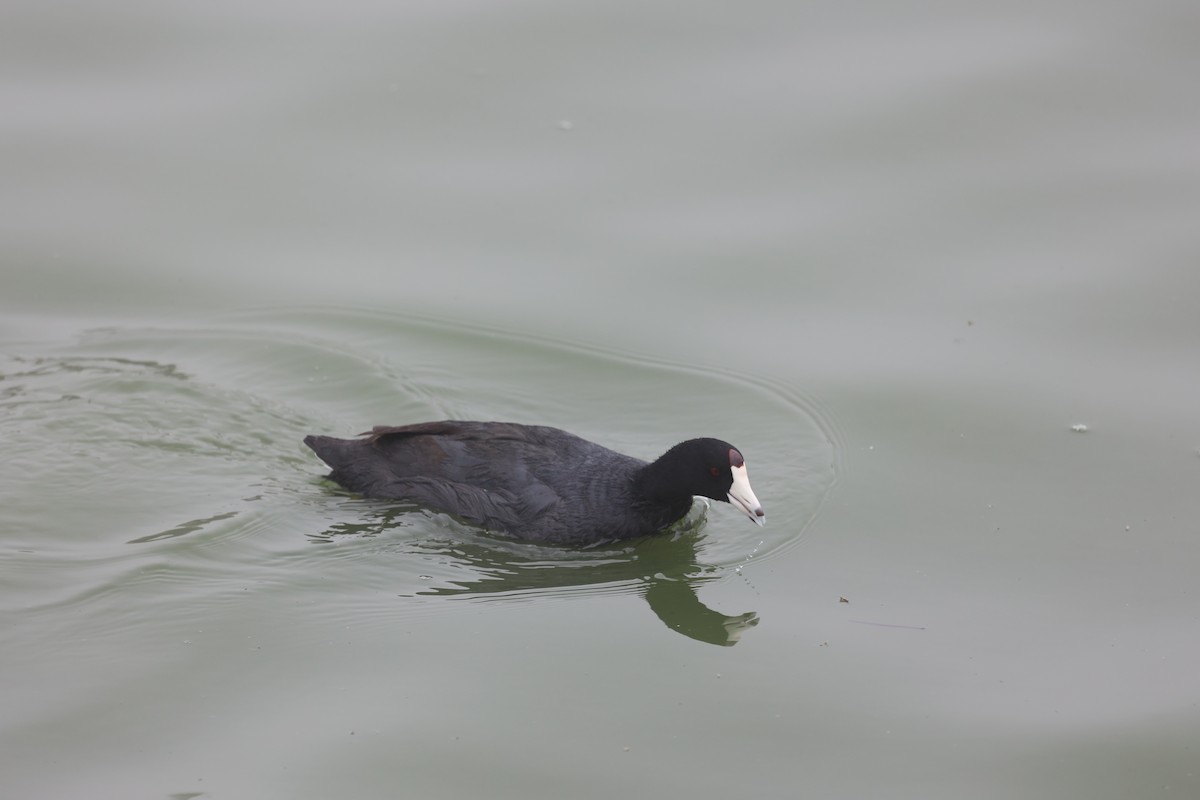 American Coot (Red-shielded) - ML618796563