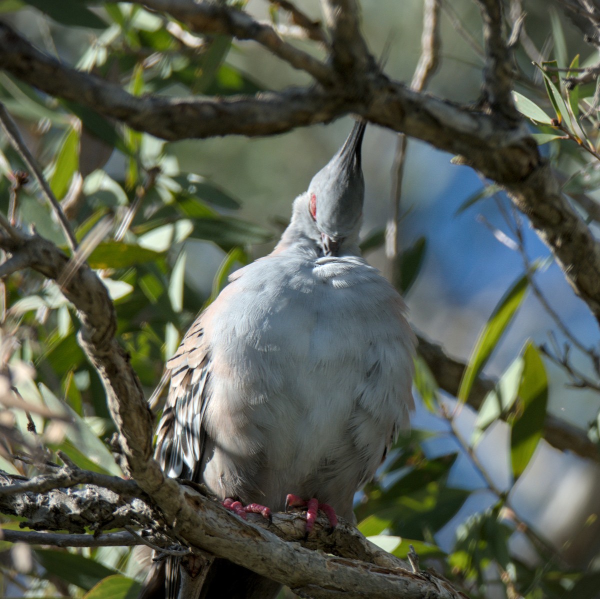 Crested Pigeon - Tyler Beutel