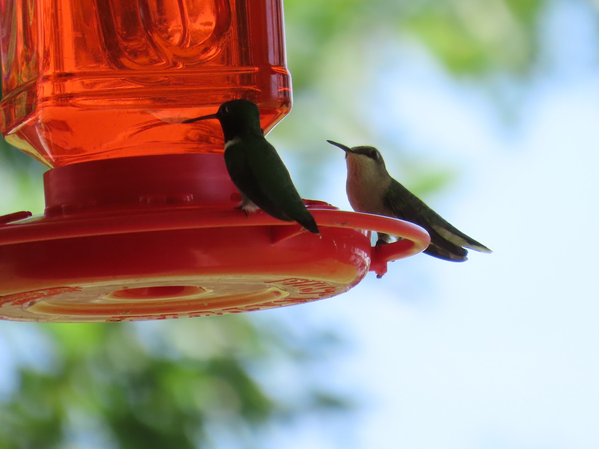 Ruby-throated Hummingbird - Lawanda Mobley