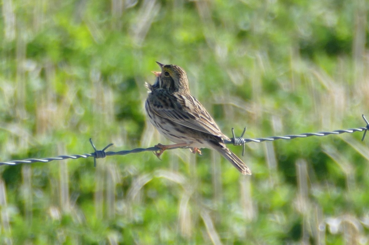 Savannah Sparrow (Savannah) - ML618796572