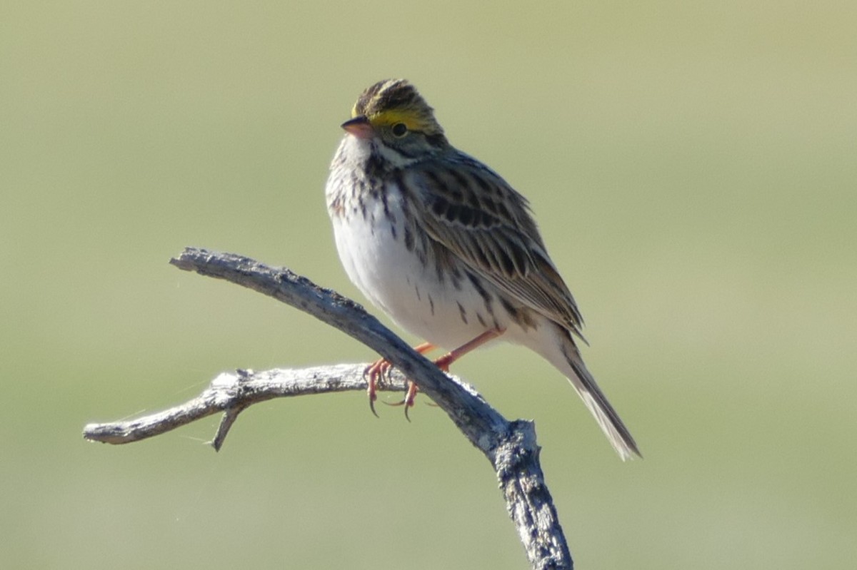 Savannah Sparrow (Savannah) - ML618796573
