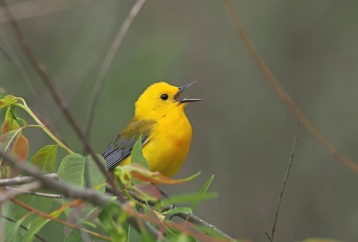 Prothonotary Warbler - ML618796584