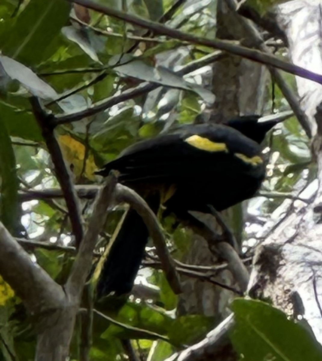Yellow-winged Cacique - ML618796631