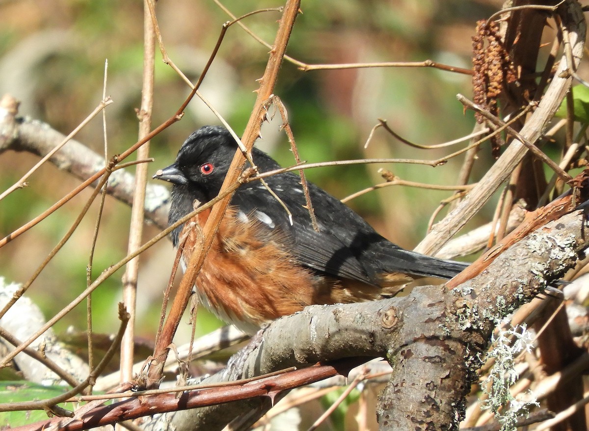 Spotted Towhee - Christian Rixen