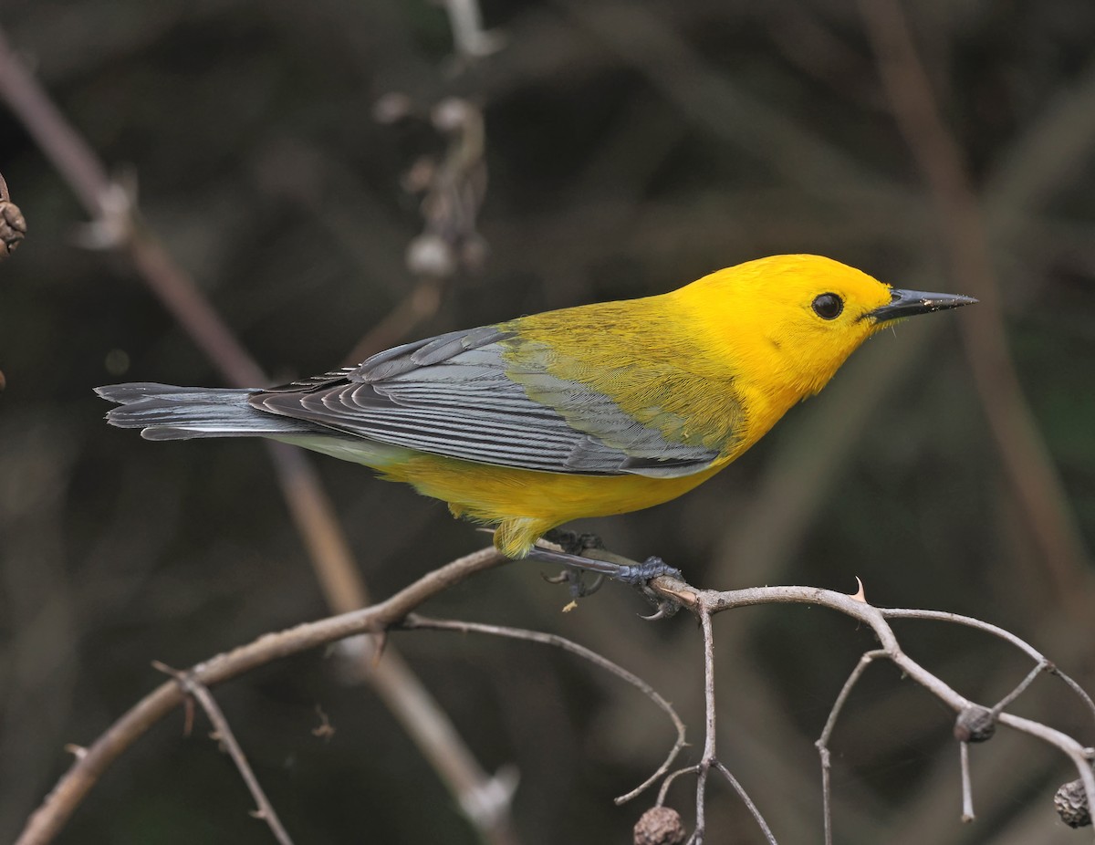 Prothonotary Warbler - ML618796678