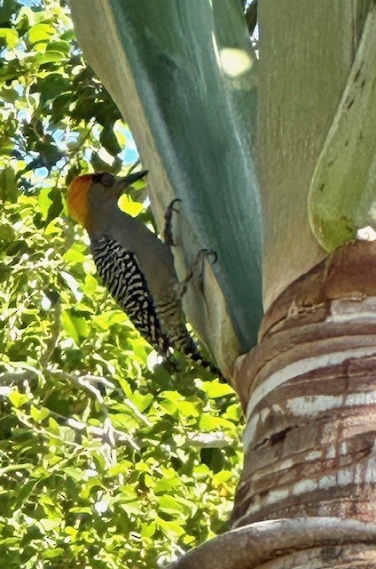 Golden-cheeked Woodpecker - ML618796707