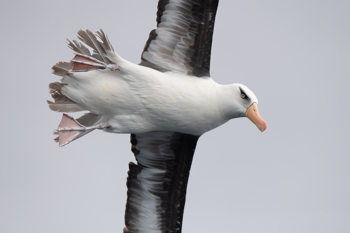 Black-browed Albatross (Campbell) - Miguel  Mejias