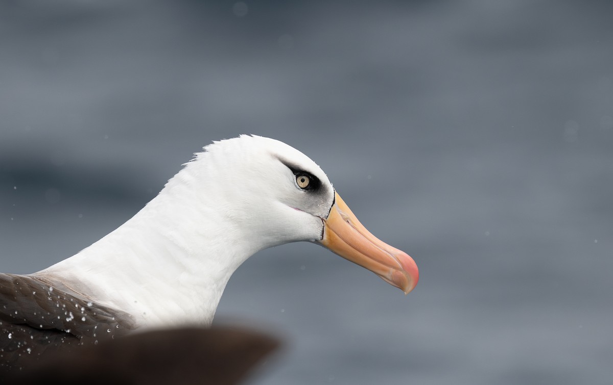 Чернобровый альбатрос (impavida) - ML618796761