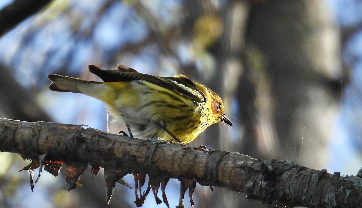 Cape May Warbler - ML618796784