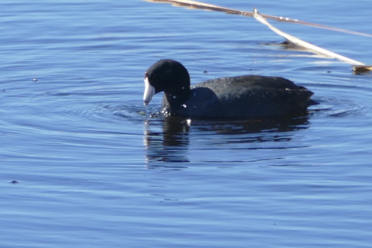 American Coot - Peter Kennedy