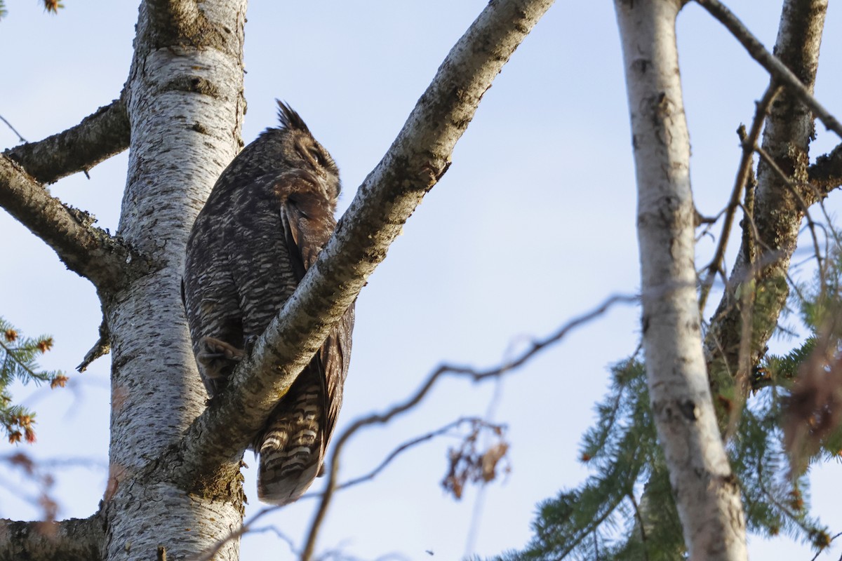 Great Horned Owl - ML618796821