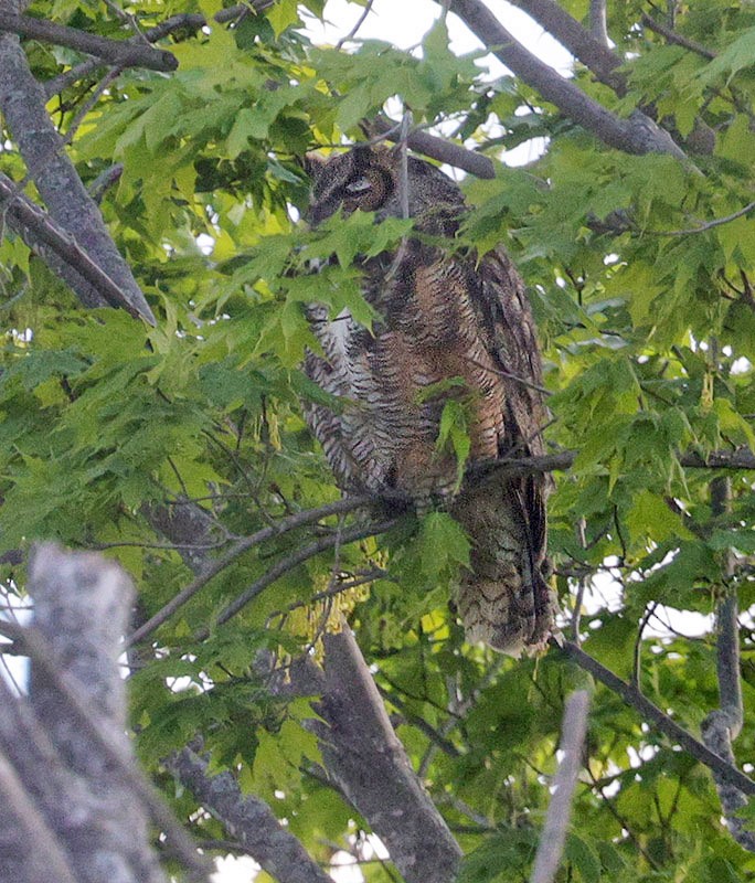 Great Horned Owl - ML618796854