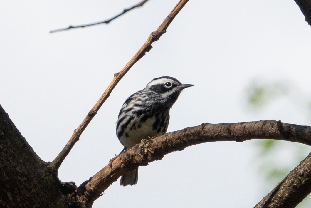 Black-and-white Warbler - ML618796866