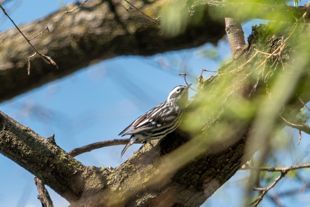 Black-and-white Warbler - ML618796869