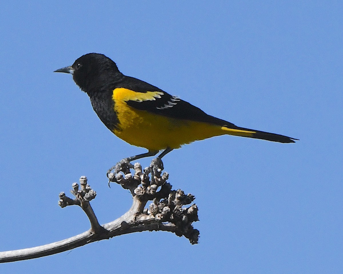 Scott's Oriole - Ted Wolff