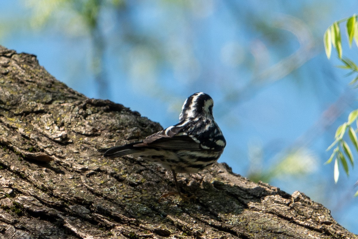 Black-and-white Warbler - ML618796871