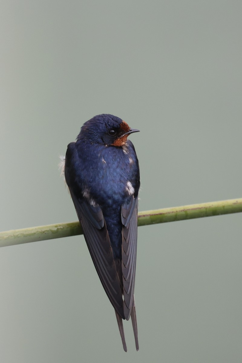 Barn Swallow - Ann Stockert