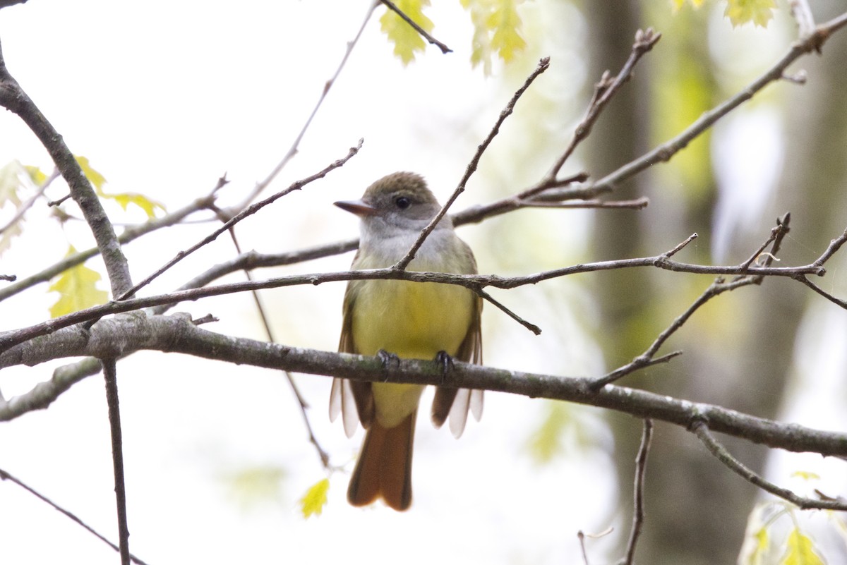 Great Crested Flycatcher - ML618796881