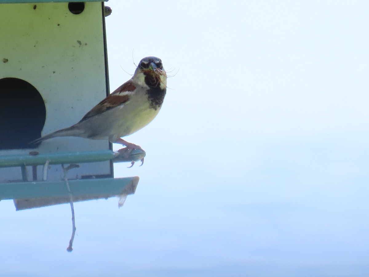House Sparrow - Lawanda Mobley