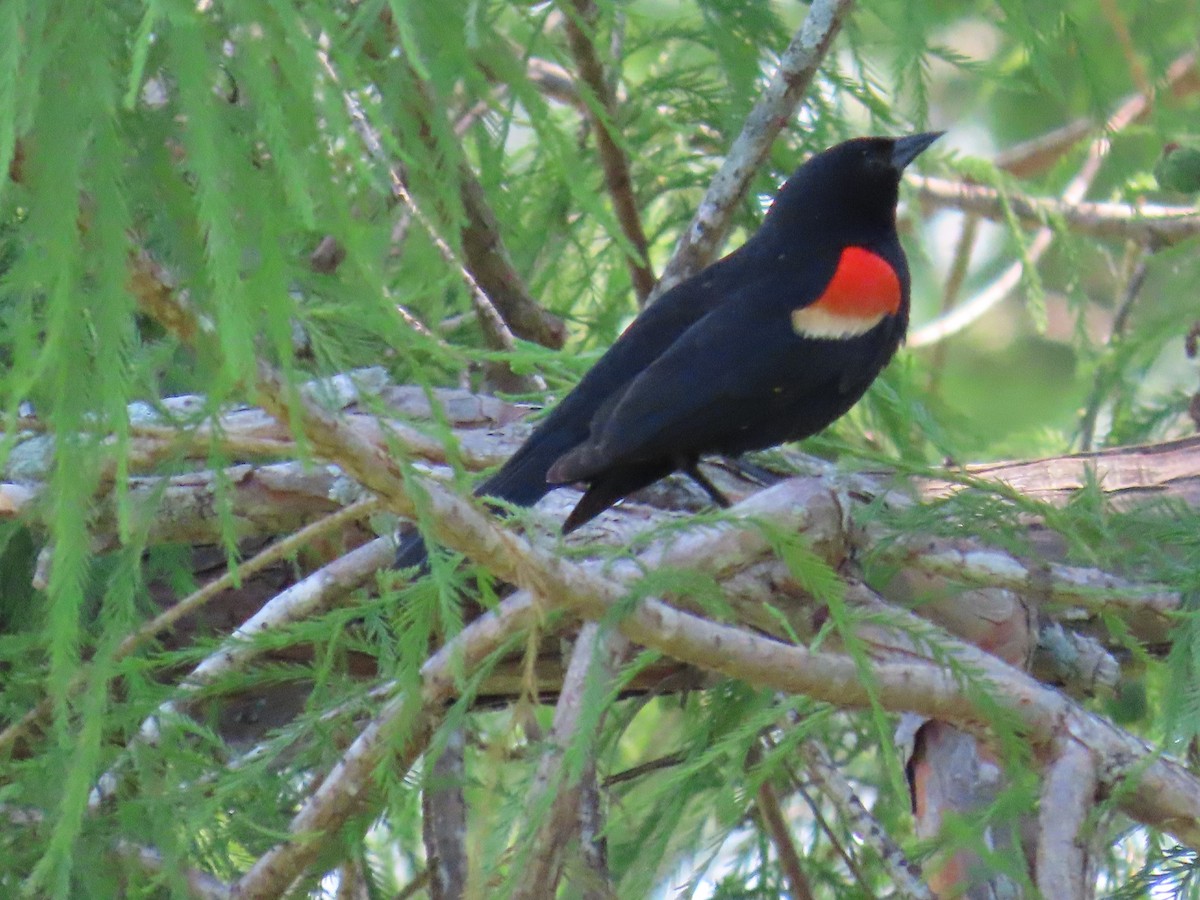 Red-winged Blackbird - ML618796947