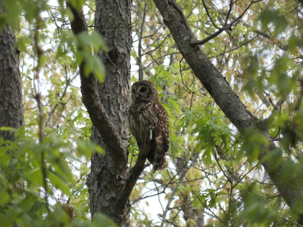 Barred Owl - ML618796952