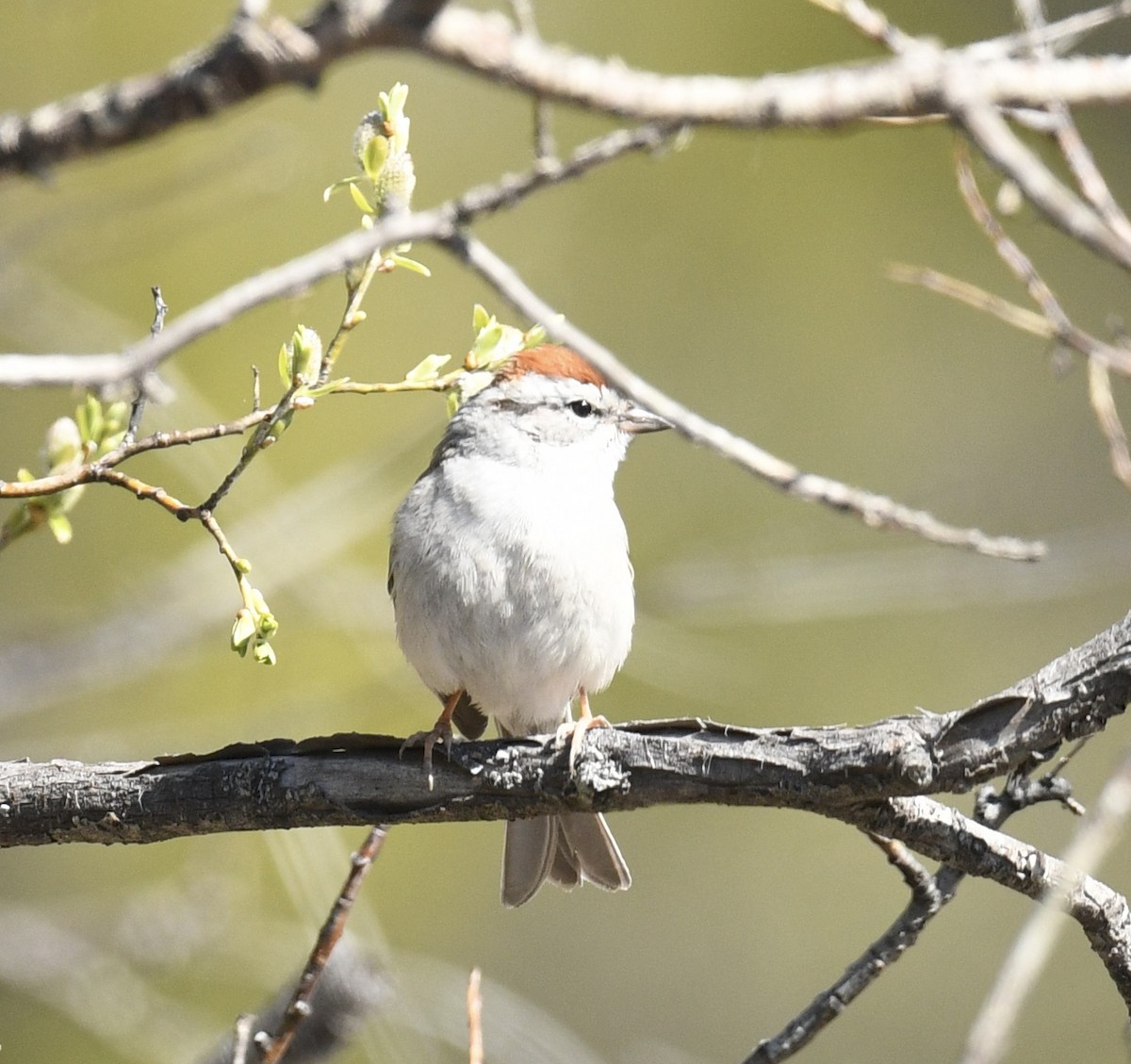 Chipping Sparrow - Sevilla Rhoads