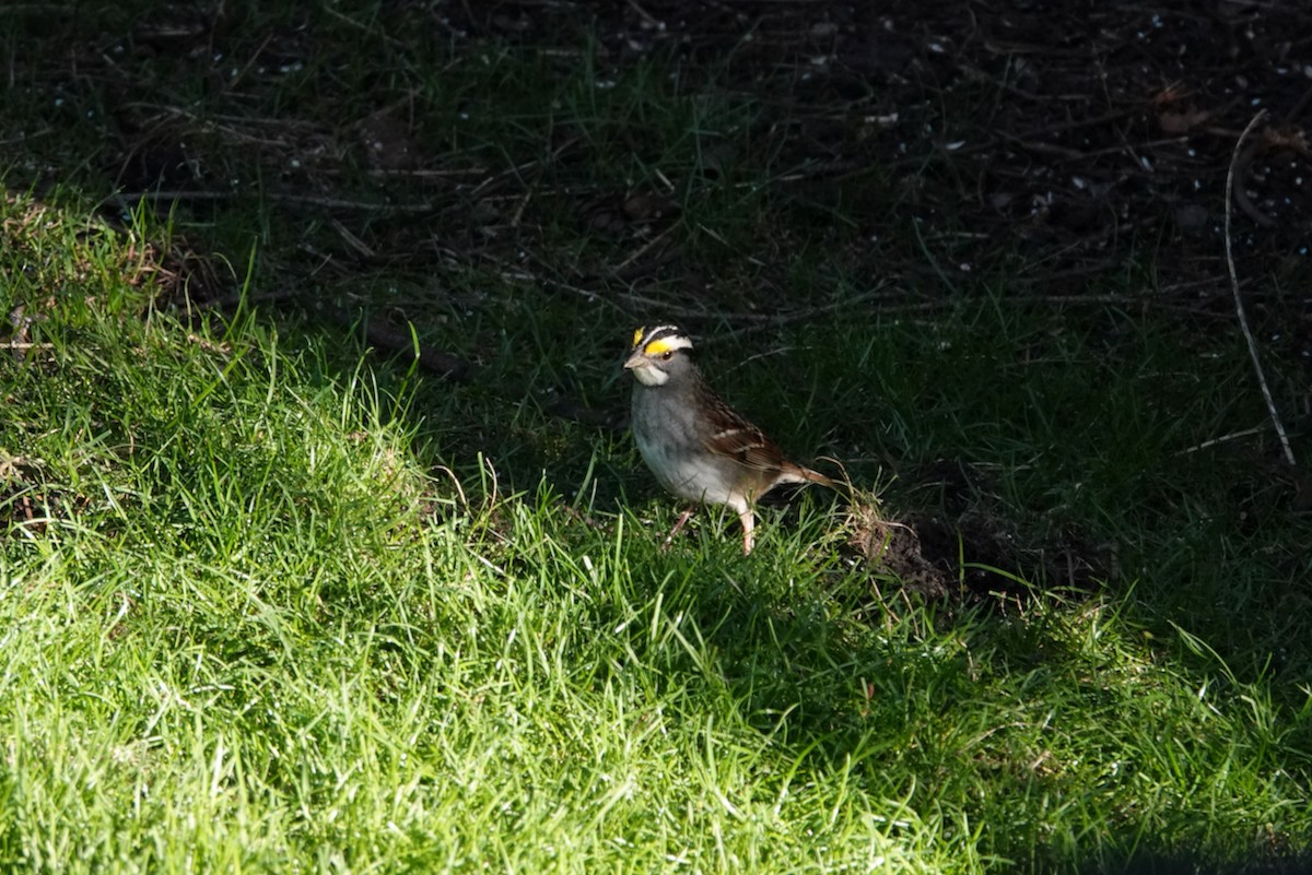 White-throated Sparrow - ML618796963