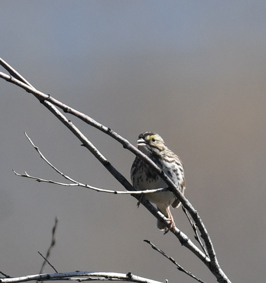 Savannah Sparrow - Sevilla Rhoads