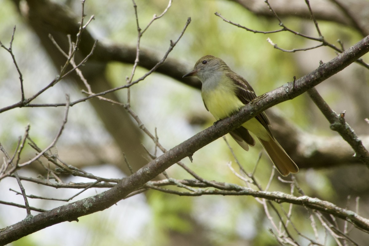 Great Crested Flycatcher - Jerry Horak