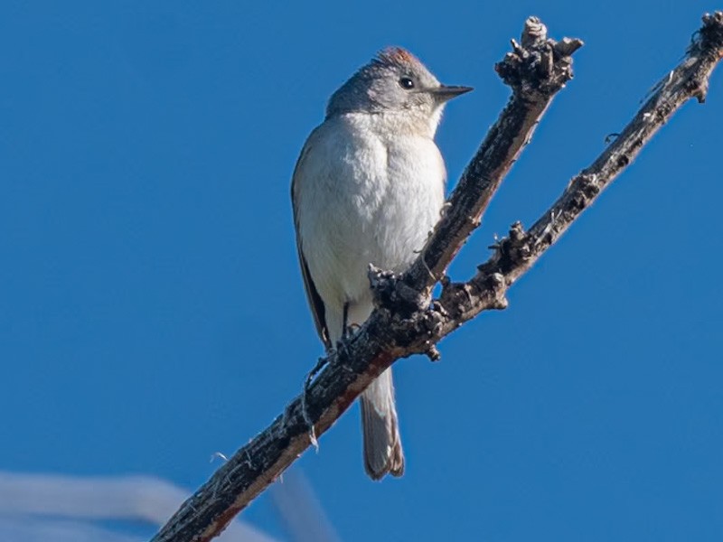 Lucy's Warbler - ML618797022