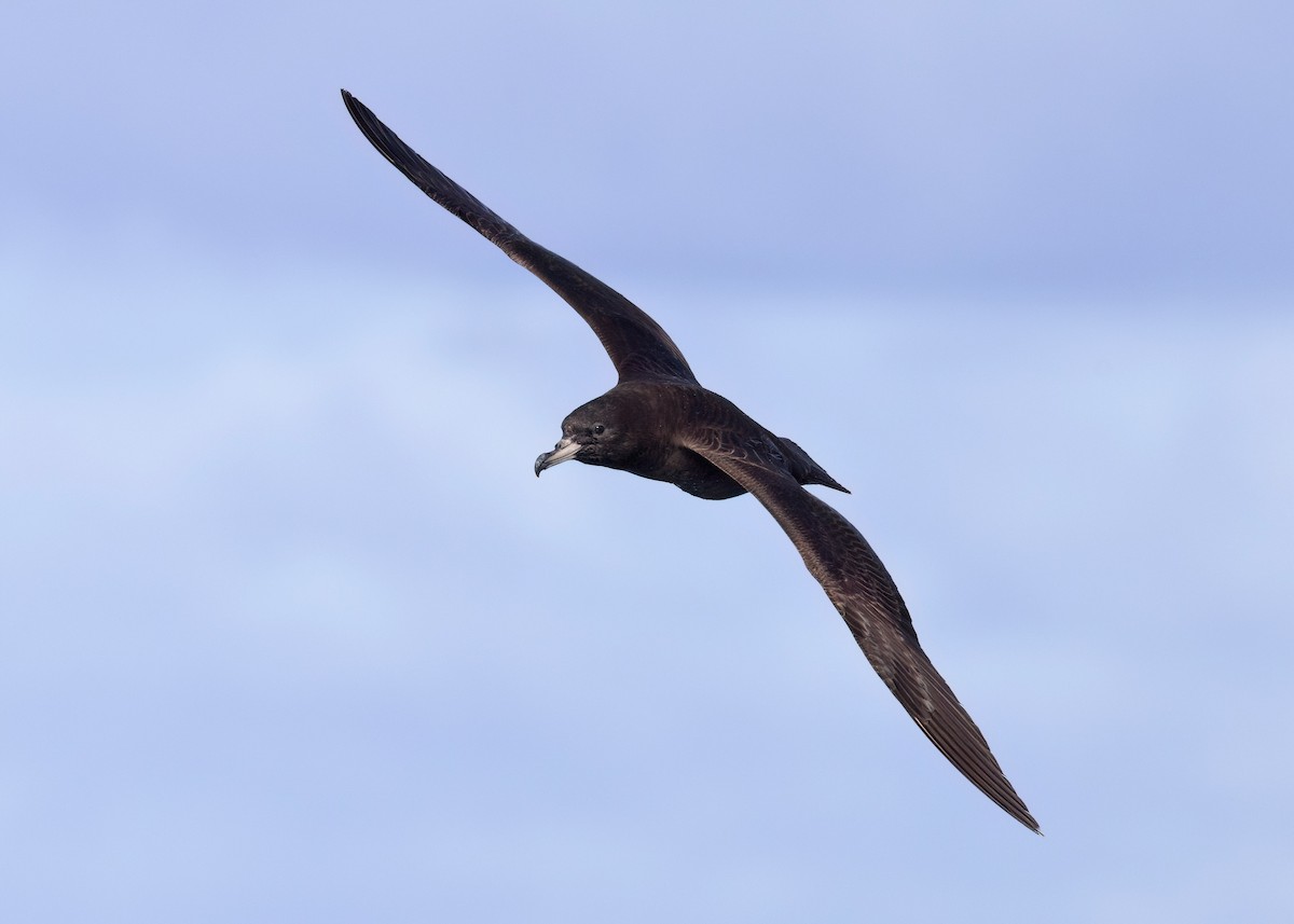 Flesh-footed Shearwater - ML618797037