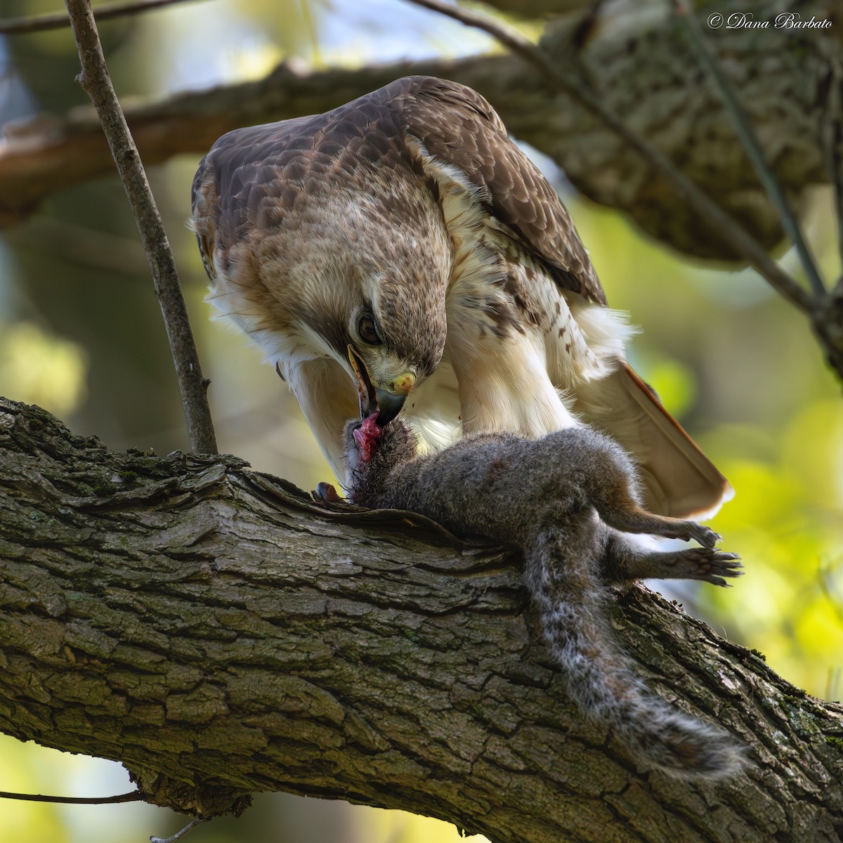 Red-tailed Hawk - ML618797055